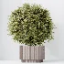 AV Indoor Plants Set 616 Olive Alocasia Elefantenohr Ficus Marginata Warneckii - Thumbnail 1