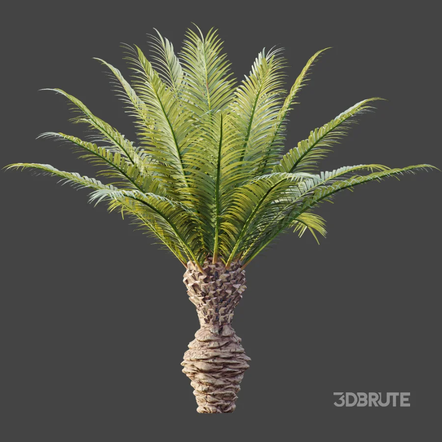 AV Plant Phoenix Canariensis Palm Tree 03 Image 4