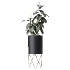 AV Indoor Plants Set 502 Ficus Bird Of Paradise Rhapis Microcarpa Bonsai - Thumbnail 2