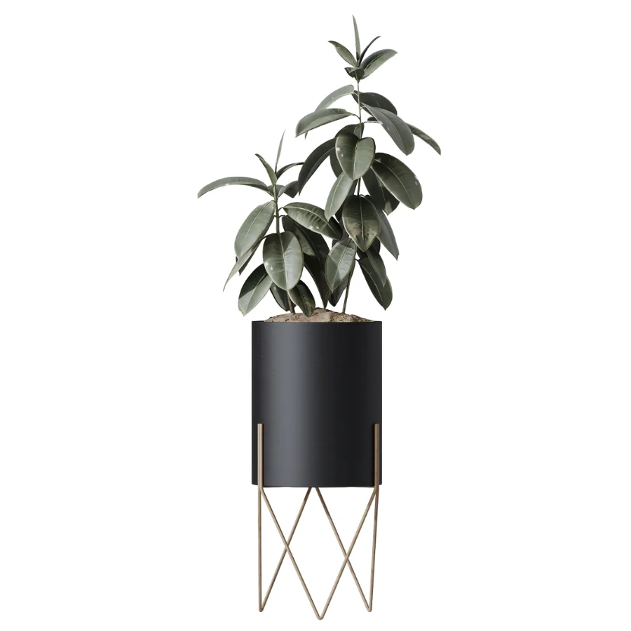 AV Indoor Plants Set 502 Ficus Bird Of Paradise Rhapis Microcarpa Bonsai Image 2