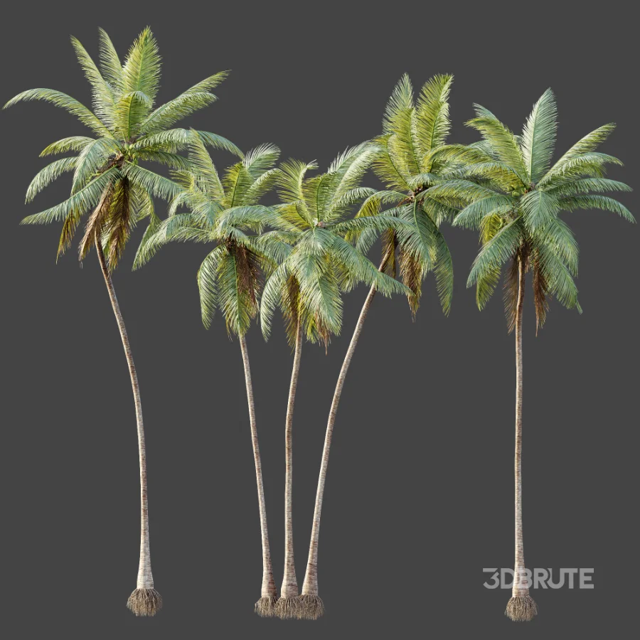 AV Plant Cocos Nucifera Palm Tree 02 Image 6
