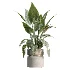 AV Indoor Plants Set 505 Alocasia Elefantenohr Eucalyptus Bouquet Olive Ficus - Thumbnail 4