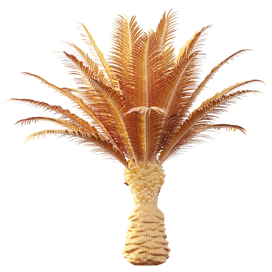AV Plant Phoenix Canariensis Palm Tree 03 Image 8