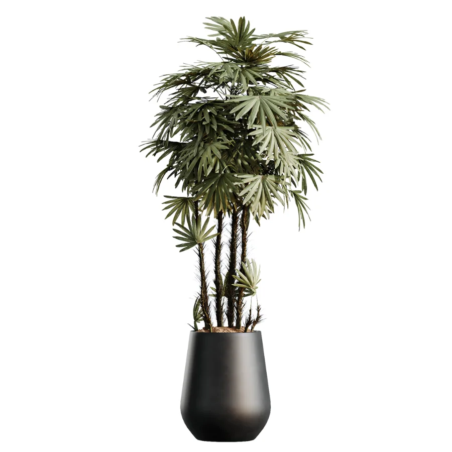 AV Indoor Plants Set 502 Ficus Bird Of Paradise Rhapis Microcarpa Bonsai Image 1