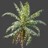 AV Plant Cocos Nucifera Palm Tree 02 - Thumbnail 5