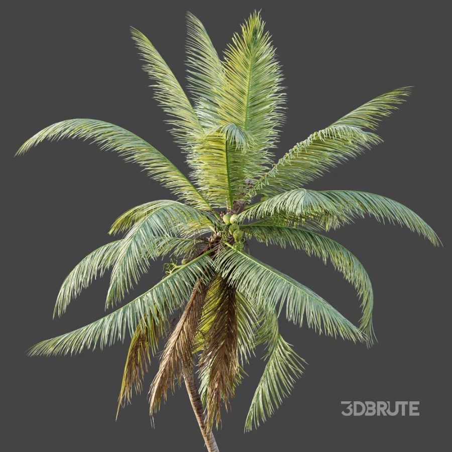 AV Plant Cocos Nucifera Palm Tree 02 Image 5