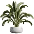 AV Indoor Plants Set 507 Yucca Banana Olive Orange Tree Schefflera Arboricola - Thumbnail 5