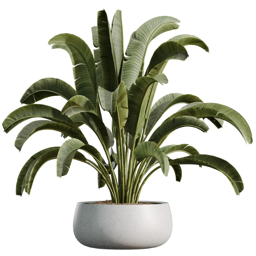 AV Indoor Plants Set 507 Yucca Banana Olive Orange Tree Schefflera Arboricola Image 5