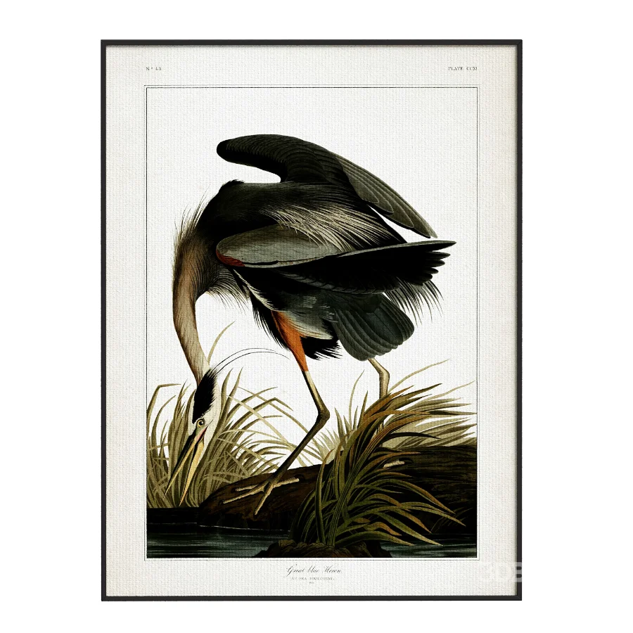 Great Blue Heron Print Image 2