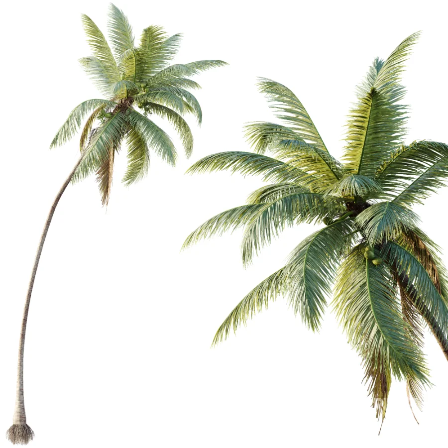 AV Plant Cocos Nucifera Palm Tree 02 Image 3