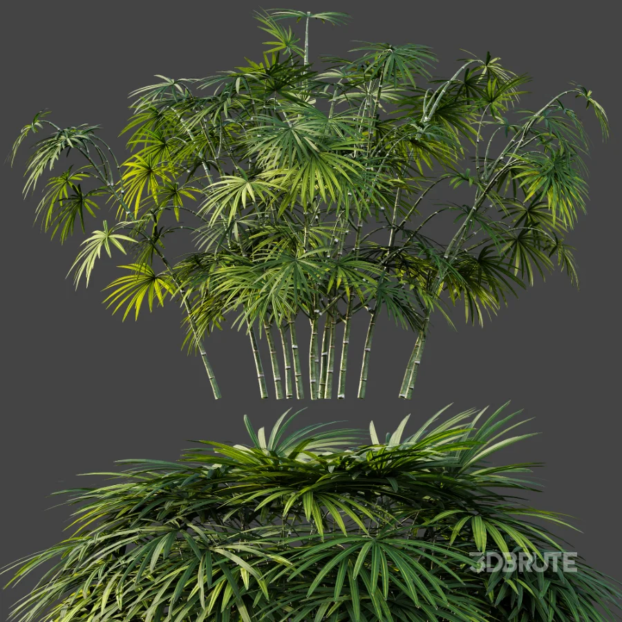 AV Plant Rhapis Excelsa Palm Bush 02 Image 6