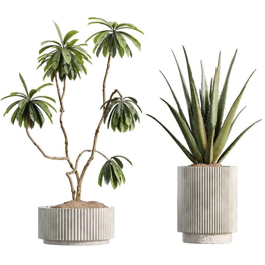 AV Indoor Plants Set 513 Aloe Vera Elegant Monstera Alnus Ficus Areca Palm Image 6