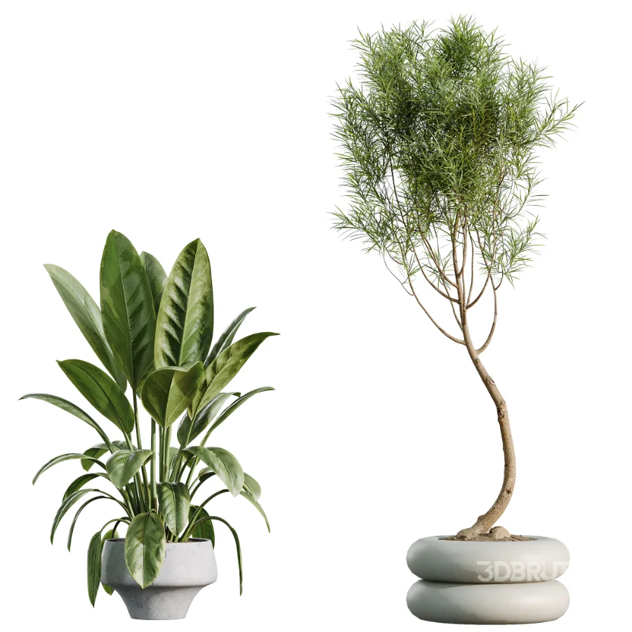 AV Indoor Plants Set 517 Ficus Coconut Palm Ficus Elastica Olive Eucalyptus Image 8