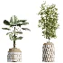 AV Indoor Plants Set 509 Licuala Palm Olive Ficus Binnendijkii Drupifera Areca Palm - Thumbnail 6