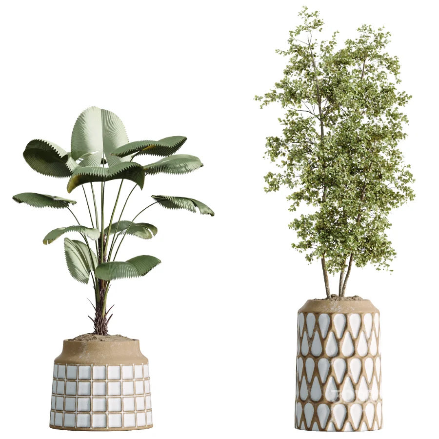 AV Indoor Plants Set 509 Licuala Palm Olive Ficus Binnendijkii Drupifera Areca Palm Image 6