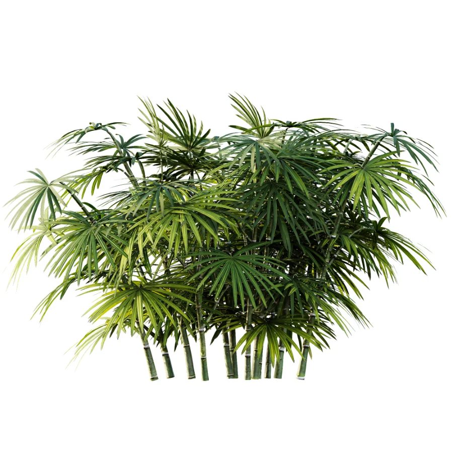 AV Plant Rhapis Excelsa Palm Bush 02 Image 3