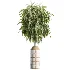 AV Indoor Plants Set 509 Licuala Palm Olive Ficus Binnendijkii Drupifera Areca Palm - Thumbnail 5