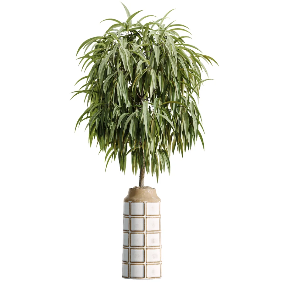 AV Indoor Plants Set 509 Licuala Palm Olive Ficus Binnendijkii Drupifera Areca Palm Image 5