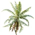 AV Plant Cocos Nucifera Palm Tree 02 - Thumbnail 1