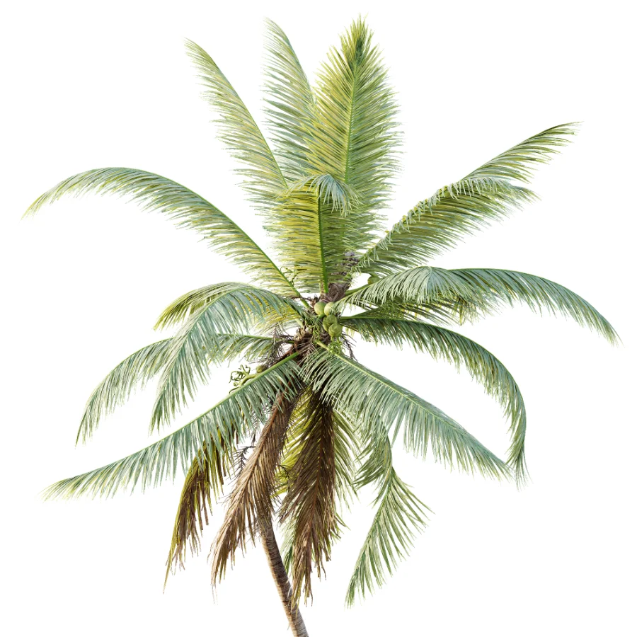 AV Plant Cocos Nucifera Palm Tree 02 Image 1