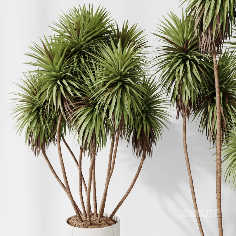 AV Indoor Plants Set 510 Yucca Briful Pachira Banana Olive Image 7