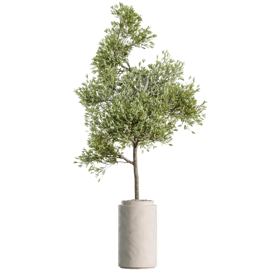 AV Indoor Plants Set 510 Yucca Briful Pachira Banana Olive Image 2