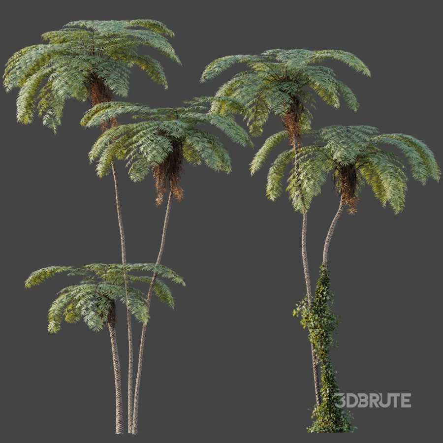 AV Plant Sphaeropteris Lepifera Palm Tree 02 Image 5