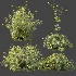 AV Plant Bush Tormentil Potentilla Erecta 02 - Thumbnail 7
