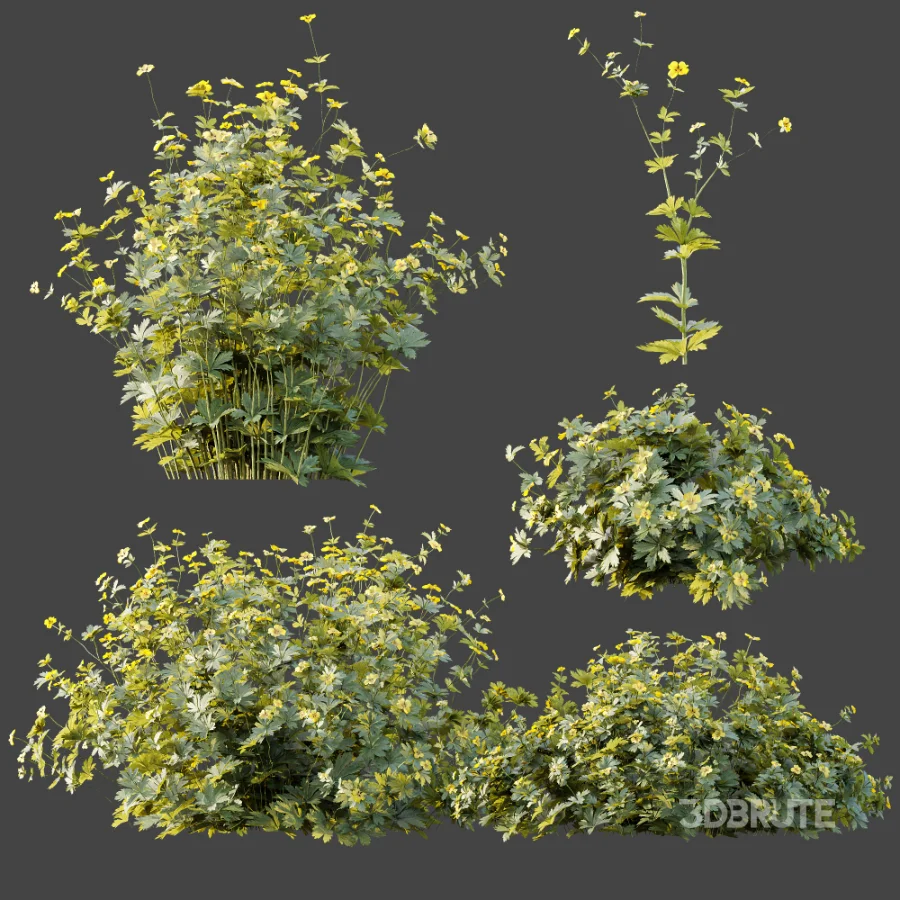 AV Plant Bush Tormentil Potentilla Erecta 02 Image 7