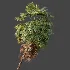 AV Plant Washingtonia Robusta 6 Palm Tree 02 - Thumbnail 3