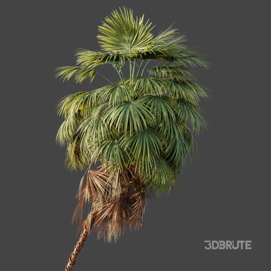 AV Plant Washingtonia Robusta 6 Palm Tree 02 Image 3