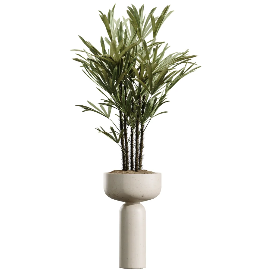 AV Indoor Plants Set 511 Olive Ficus microcarpa Rhapis Palm Giant Monstera Image 2