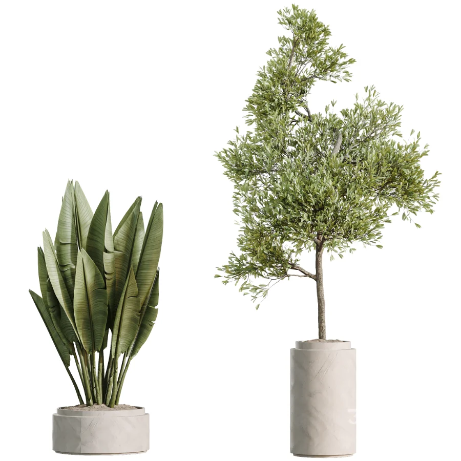 AV Indoor Plants Set 510 Yucca Briful Pachira Banana Olive Image 8