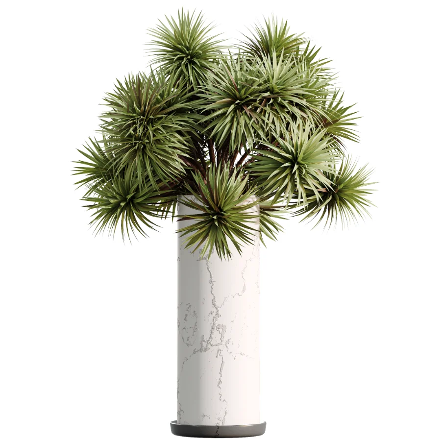 AV Indoor Plants Set 510 Yucca Briful Pachira Banana Olive Image 3