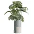 AV Indoor Plants Set 503 Dracaena Warneckii Olive Elegant Monstera Areca Palm - Thumbnail 1