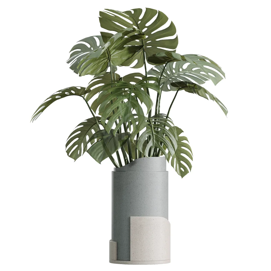 AV Indoor Plants Set 503 Dracaena Warneckii Olive Elegant Monstera Areca Palm Image 1