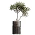 AV Indoor Plants Set 508 Yucca Ficus microcarpa Calathea Lutea Sansevieria Olive - Thumbnail 2
