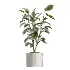 AV Indoor Plants Set 504 Ficus Elastica Olive Ficus lyrata Cactus Euphorbia - Thumbnail 3