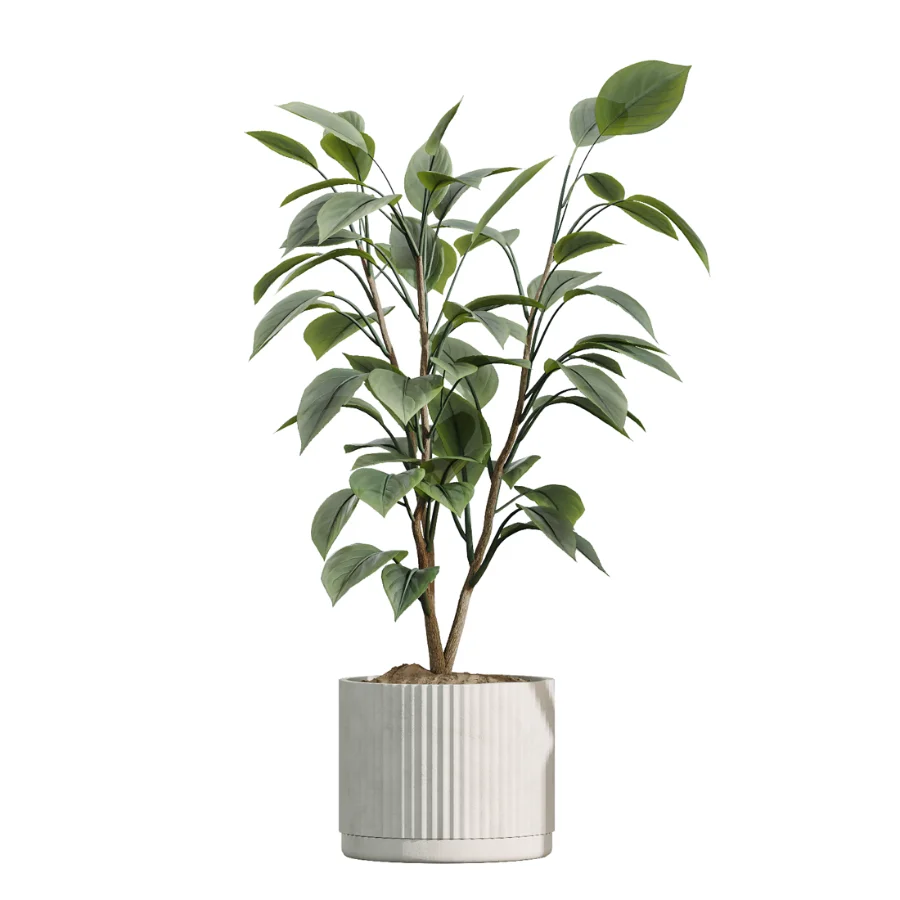 AV Indoor Plants Set 504 Ficus Elastica Olive Ficus lyrata Cactus Euphorbia Image 3