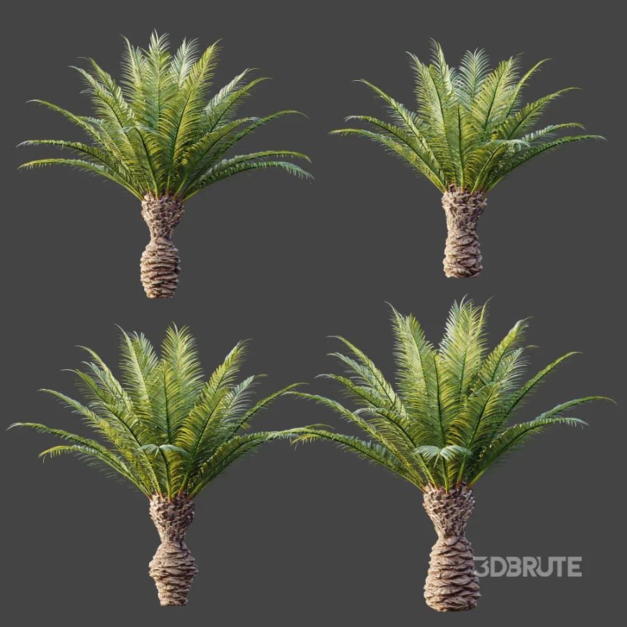 AV Plant Phoenix Canariensis Palm Tree 03 Image 7