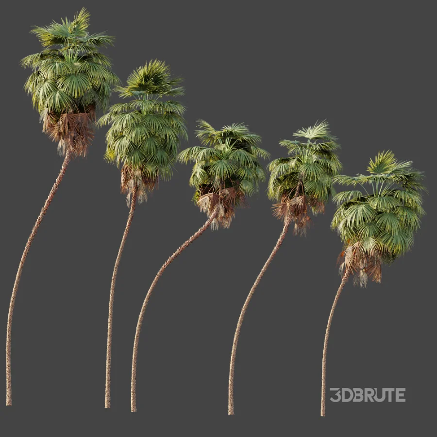 AV Plant Washingtonia Robusta 6 Palm Tree 02 Image 5
