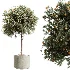 AV Indoor Plants Set 512 Olive Orange Tree Banana Cactus Echinocactus Yucca - Thumbnail 1