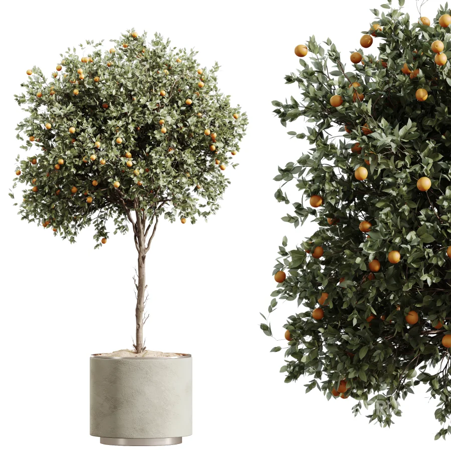 AV Indoor Plants Set 512 Olive Orange Tree Banana Cactus Echinocactus Yucca Image 1