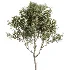 AV Indoor Plants Set 511 Olive Ficus microcarpa Rhapis Palm Giant Monstera - Thumbnail 3