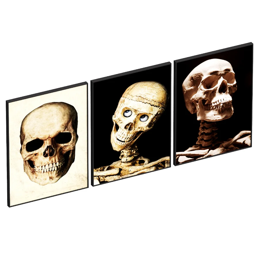 Human Skull set Image 3