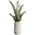 AV Indoor Plants Set514 Olive Banana Yucca Calathea Lutea Zamioculcas Zamiifolia - Thumbnail 2