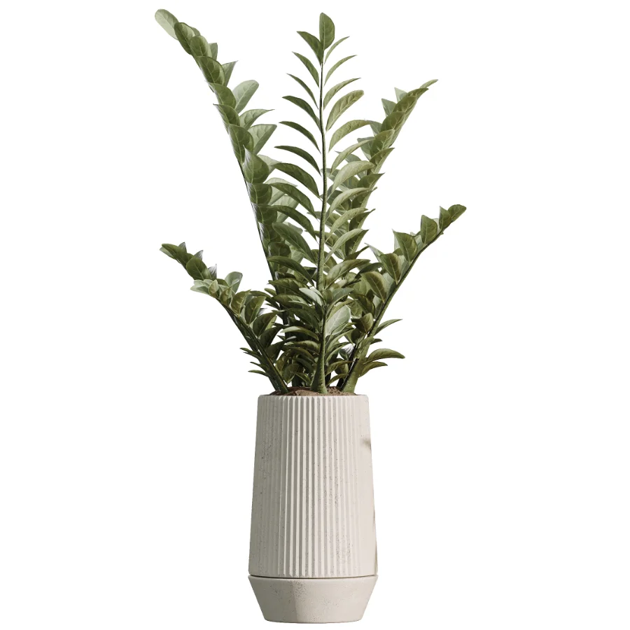 AV Indoor Plants Set514 Olive Banana Yucca Calathea Lutea Zamioculcas Zamiifolia Image 2