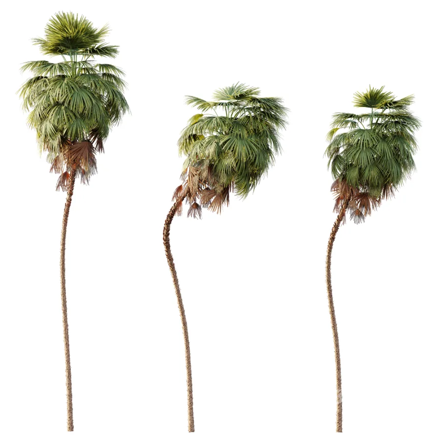 AV Plant Washingtonia Robusta 6 Palm Tree 02 Image 2
