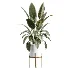 AV Indoor Plants Set 504 Ficus Elastica Olive Ficus lyrata Cactus Euphorbia - Thumbnail 2