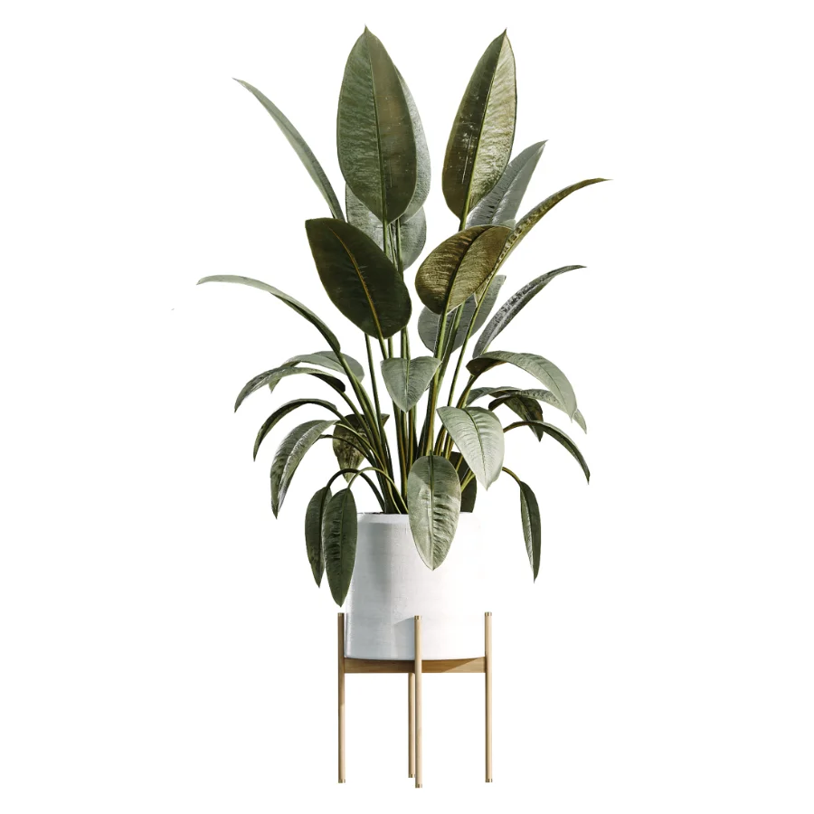 AV Indoor Plants Set 504 Ficus Elastica Olive Ficus lyrata Cactus Euphorbia Image 2